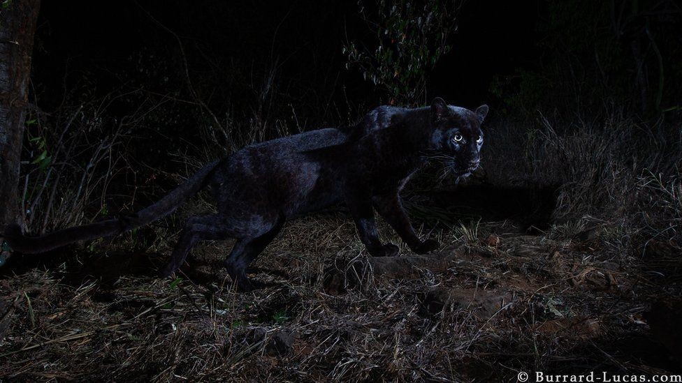 (ФОТО) Црн пантер: Ретко животно фатено на камера во Кенија