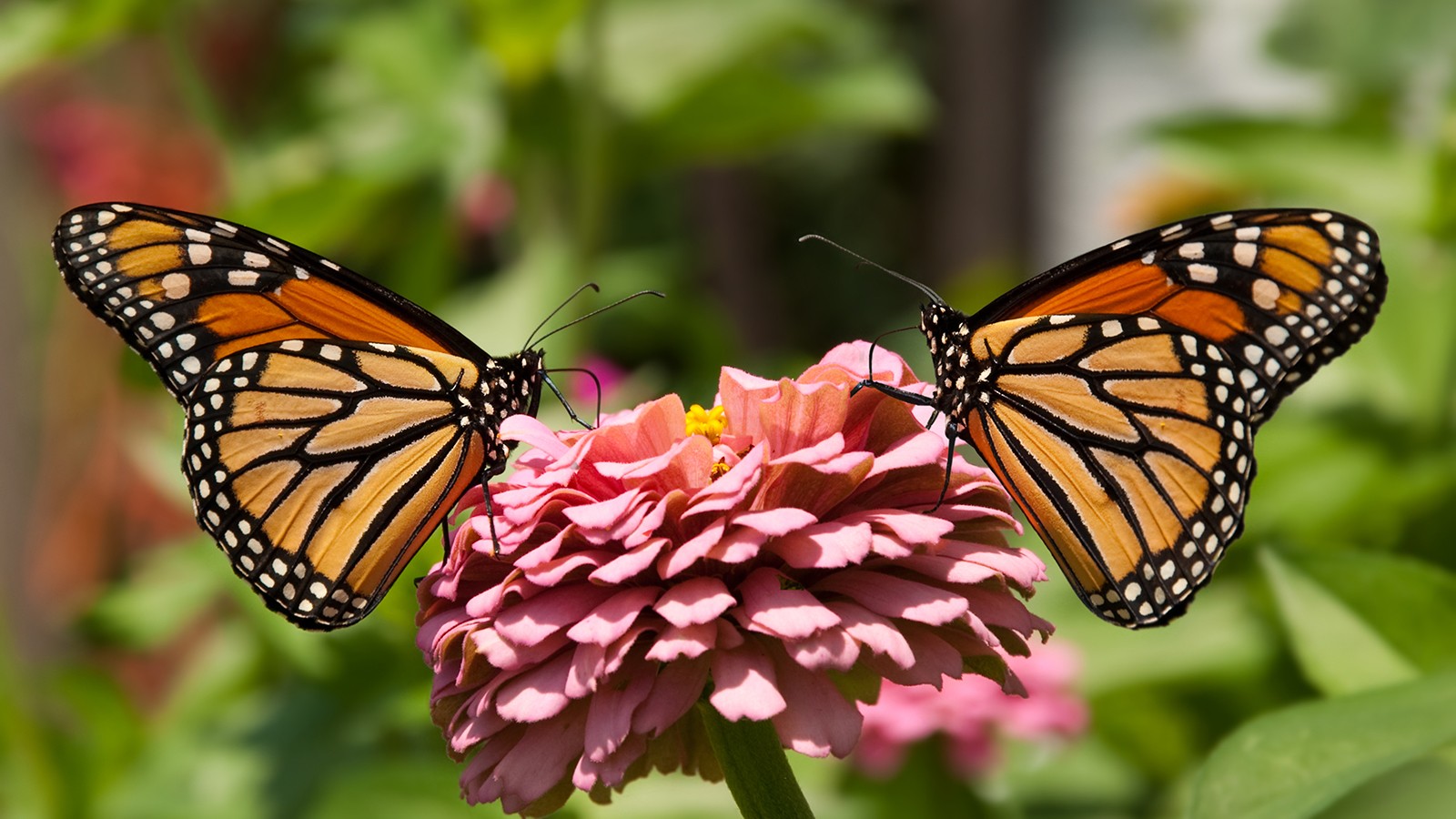 ФАКТ НА ДЕНОТ: Како гледаат пеперутките?