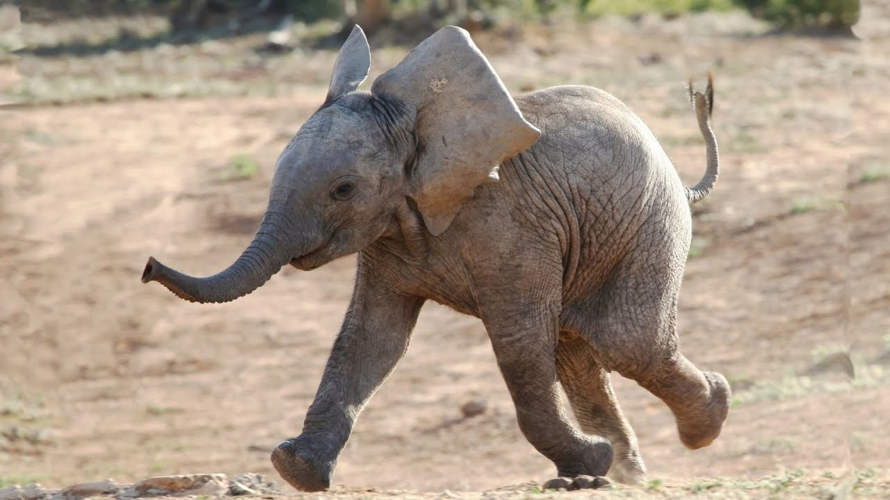 ФАКТ НА ДЕНОТ: Колку тежи мозокот на слонот?