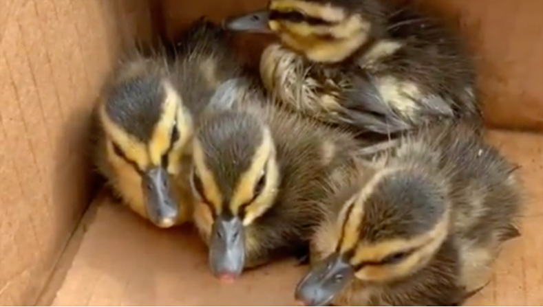 (ВИДЕО) Со помош на YouTube видеа, пожарникари спасија патчиња!