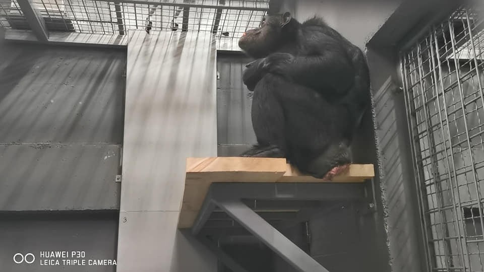 Шимпанзото Коко по десет години се врати во Скопје