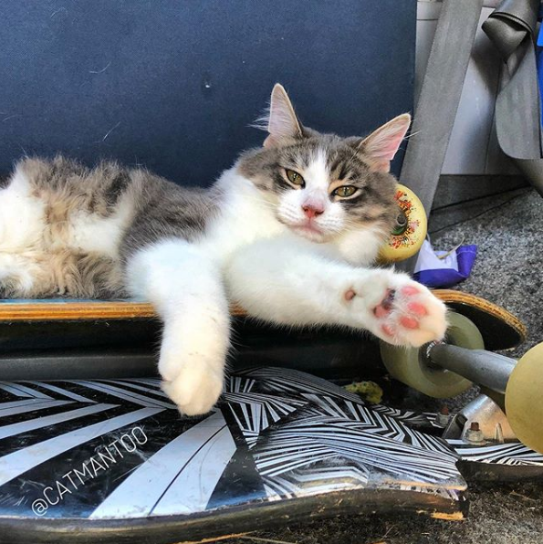(ВИДЕО) Вистинска ѕвезда: Мачка која досадата ја надминува со возење скејт