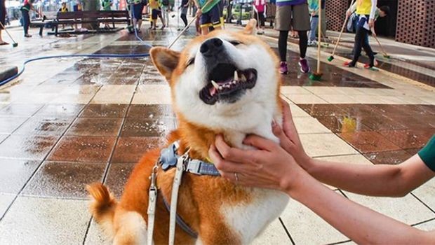 Запознајте го најсреќното куче на Инстраграм: Хачи обожава да се фотографира во цвеќиња