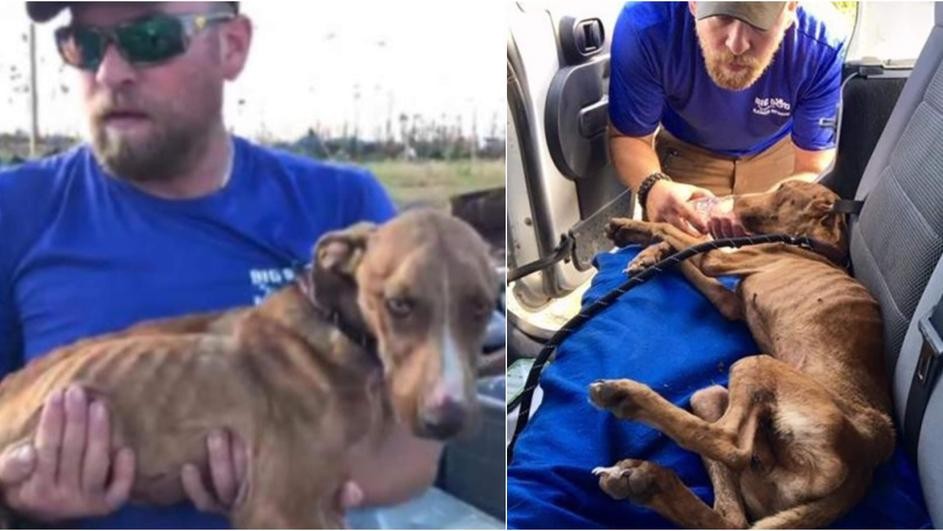 Се вика Чудо: Куче пронајдено живо, еден месец по ураганот