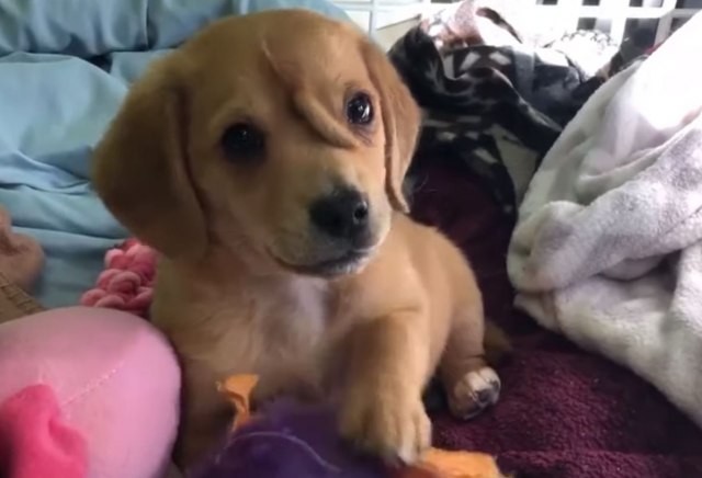 Мал крзнен еднорог: Кученце со опашка на челото стана ѕвезда на Интернет