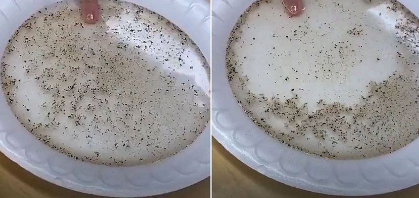Што му прави сапунот на вирусот: По ова видео почесто ќе ги миете рацете
