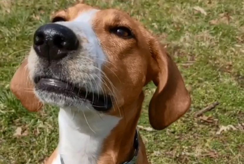 Куче со хендикеп ги разнежни сите: Стана маскота на позната фабрика за чоколади