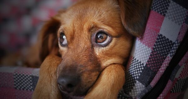 (ВИДЕО) Кога вашето куче би можело да зборува, би ви го кажало токму ова