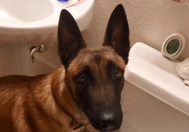 (ВИДЕО) Она што овој вучјак го прави во тоалетот е потполно неверојатно