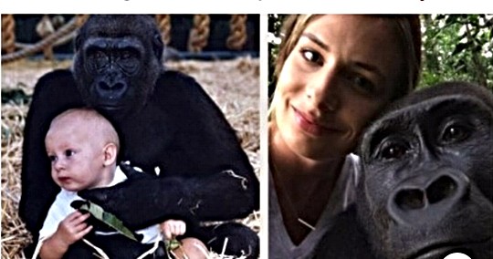Таа порасна со горили - нивната средба по 12 години остава без зборови