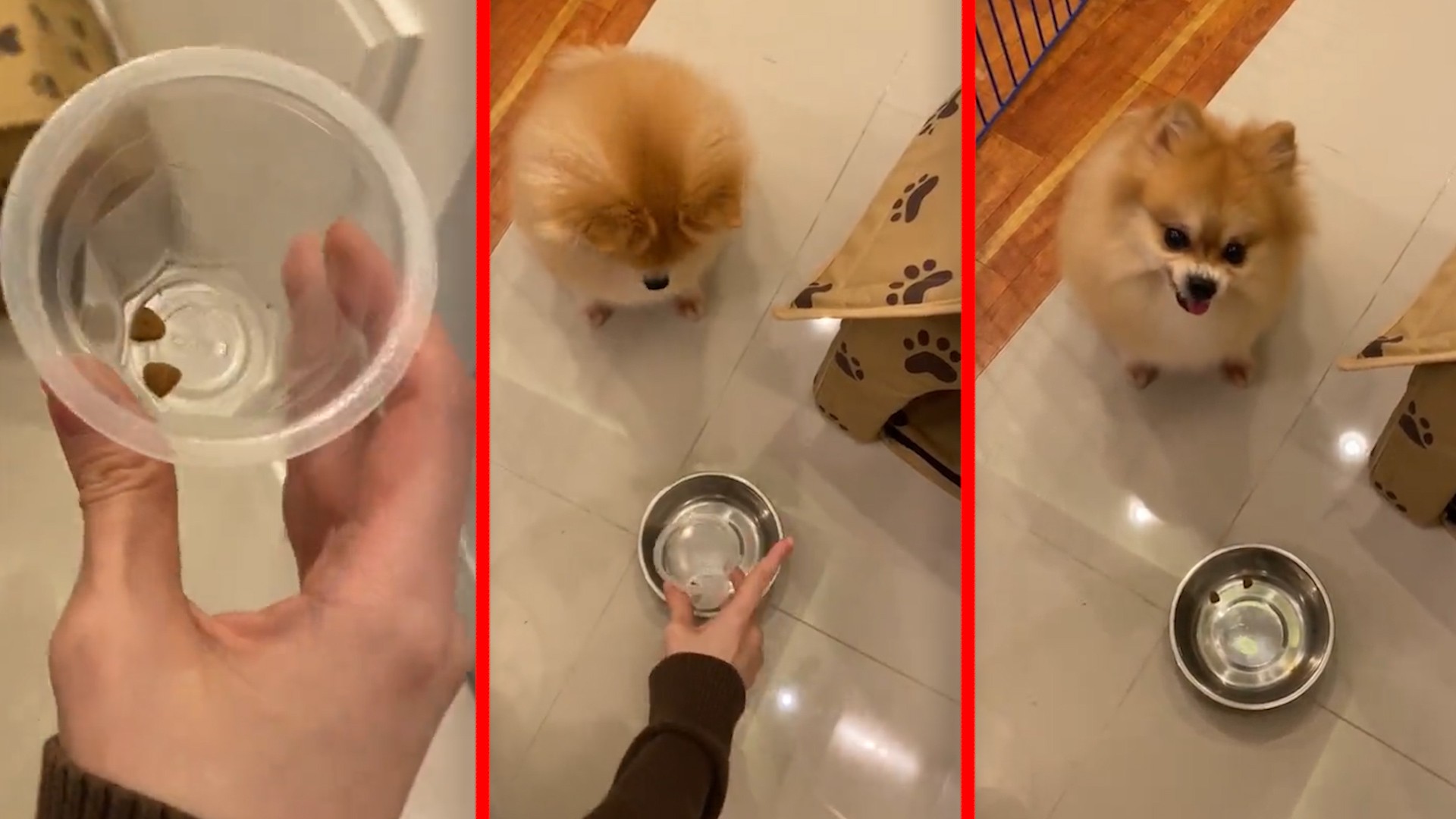 Секундарна трансформација: Порција храна го претвори слатко кученце во бесен ѕвер