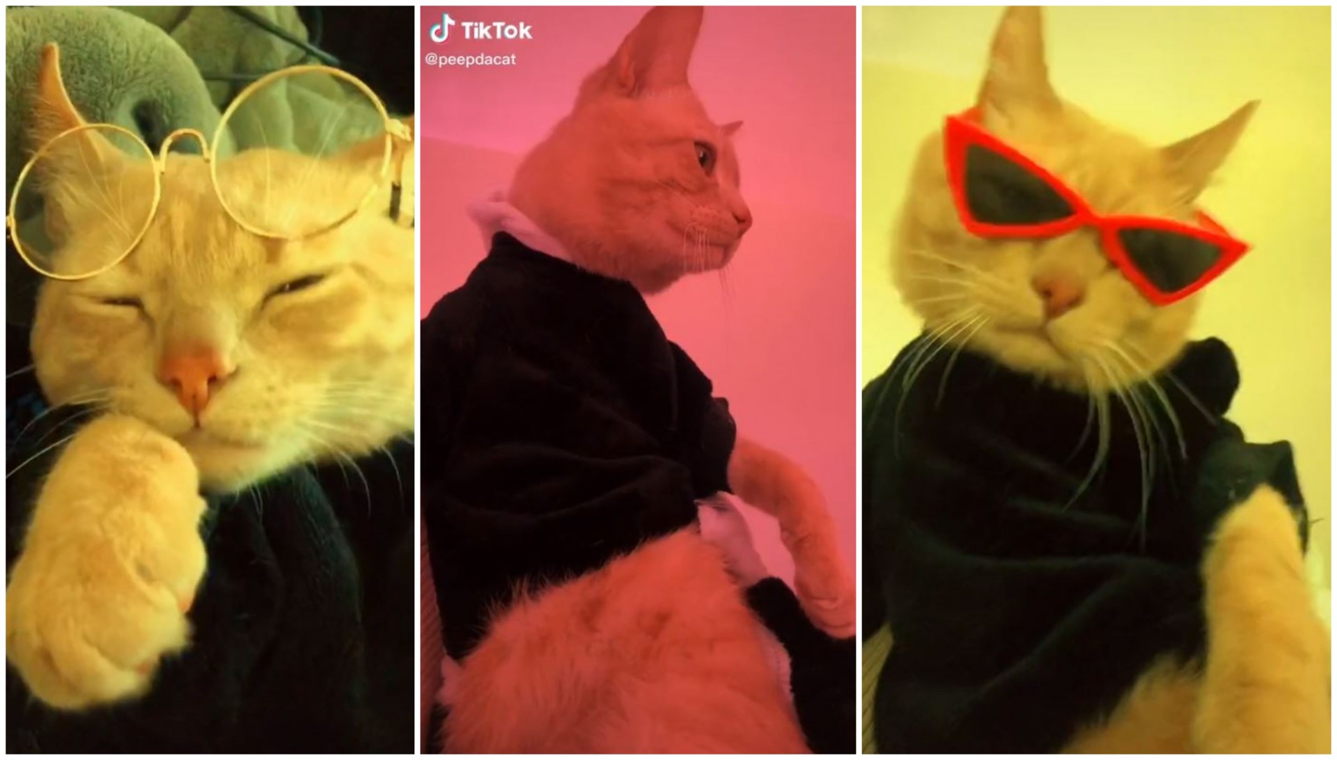 Запознајте ја Пипа: Мачка - инфлуенсер на ТикТок