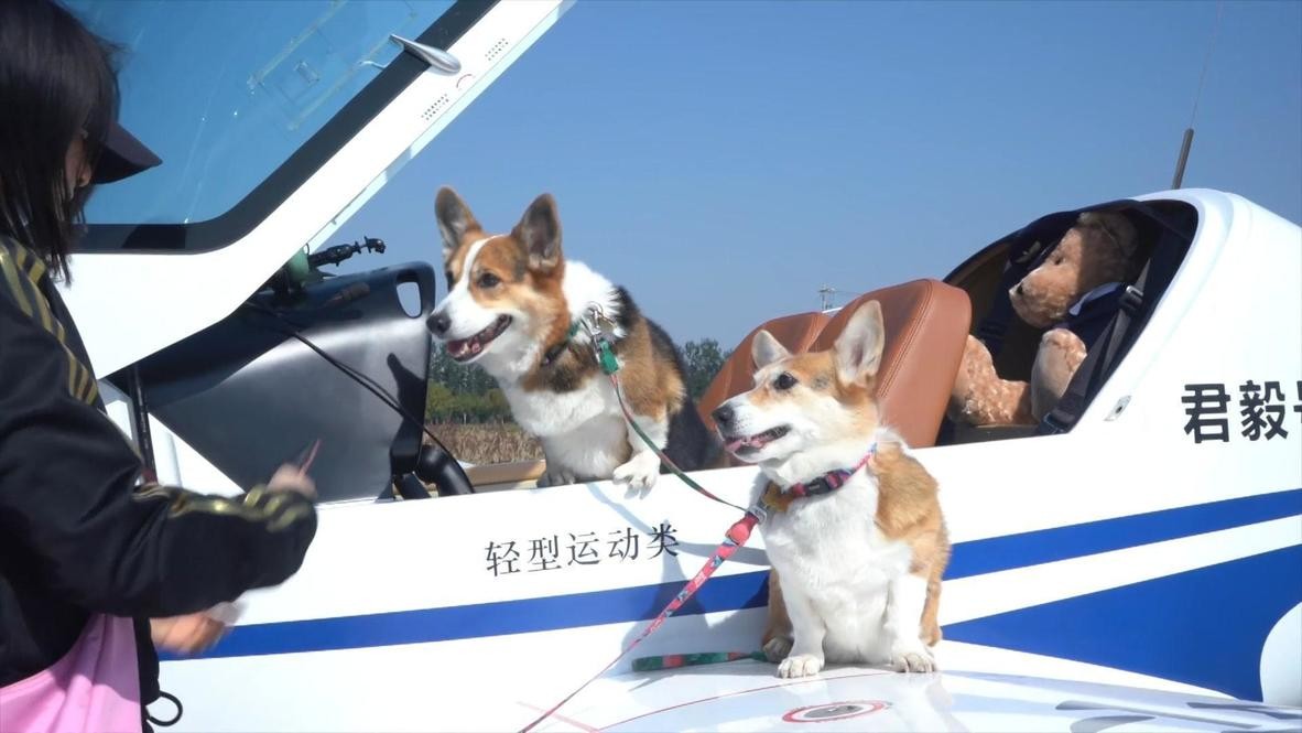 Возење со приватен авион: Кучиња кои живеат живот на висока нога