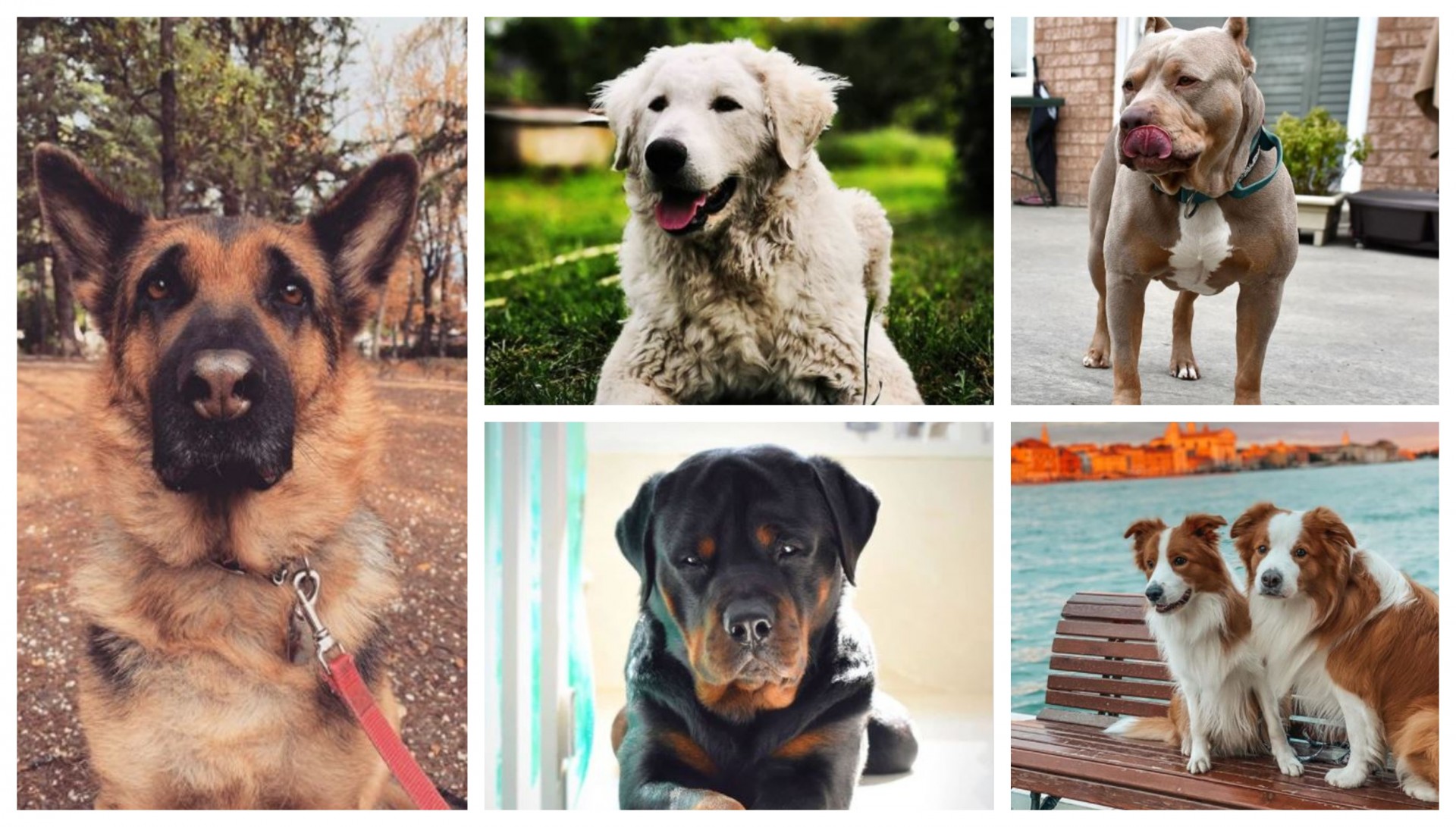 10 најдобри кучиња чувари: Кротки како јагниња, сѐ додека не го допрете нивниот сопственик