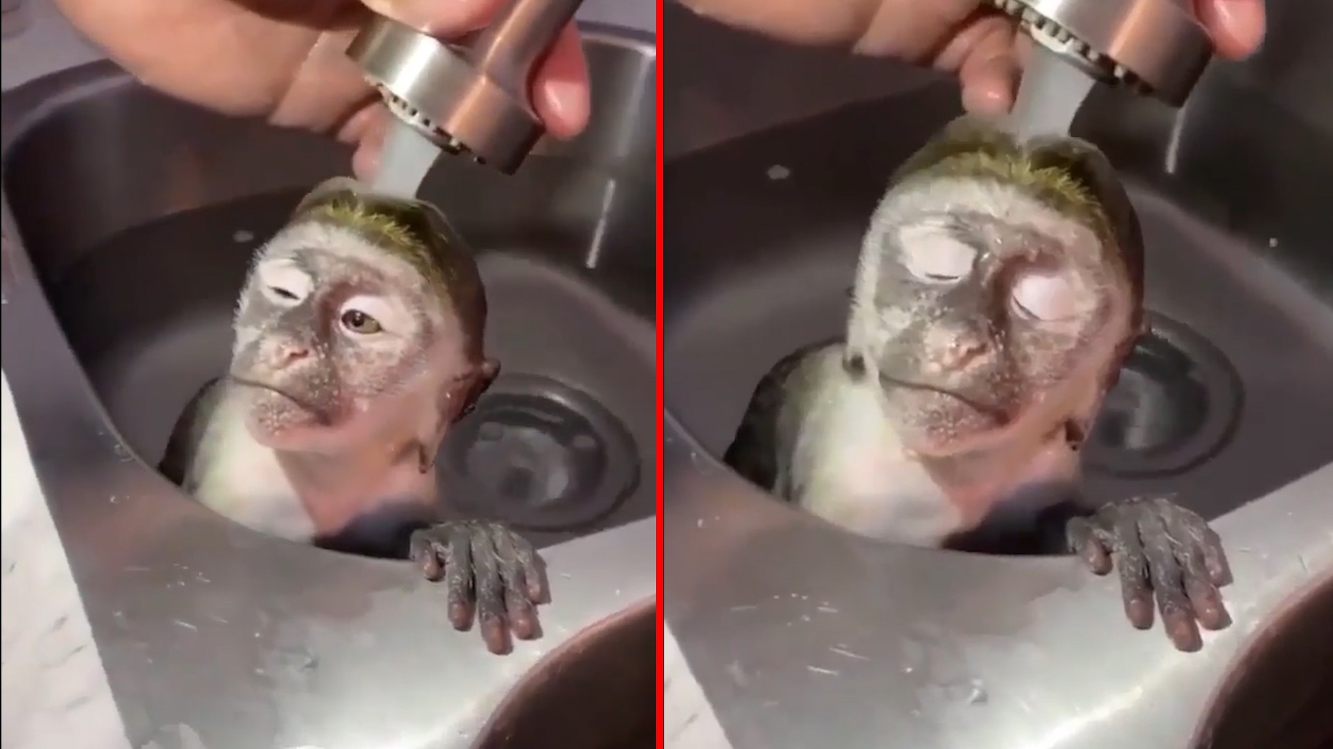 (ВИДЕО) Мајмунче во транс: Миењето коса им годи на сите