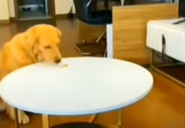 (ВИДЕО) Вистински гениј: Дали е ова најпаметното куче на светот?