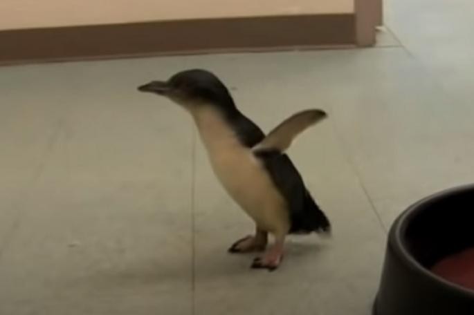 Преслатко: Кога ќе му го погалите стомакот на овој пингвин, полудува од среќа
