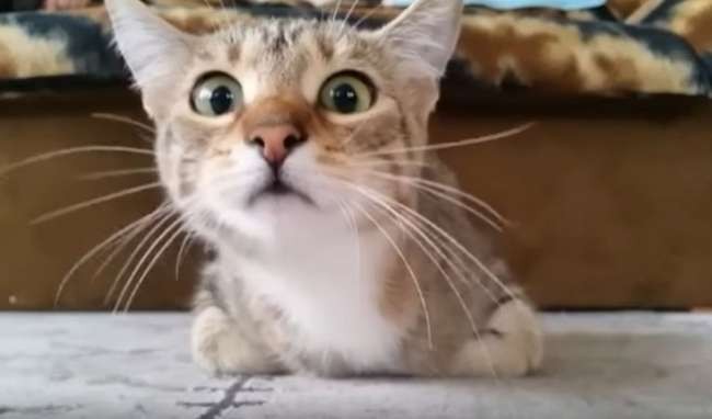 Хит на Интернет: Мачка која гледа хорор стана сензација