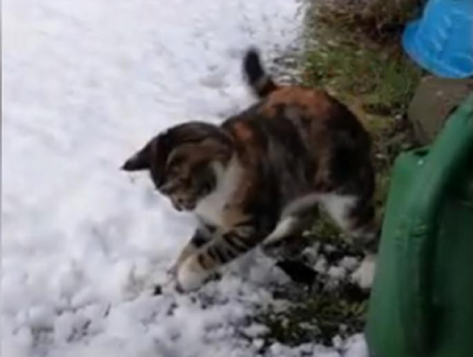 Преслатко: Маче за прв пат гледа снег – неговата реакција ќе ве се стопи!