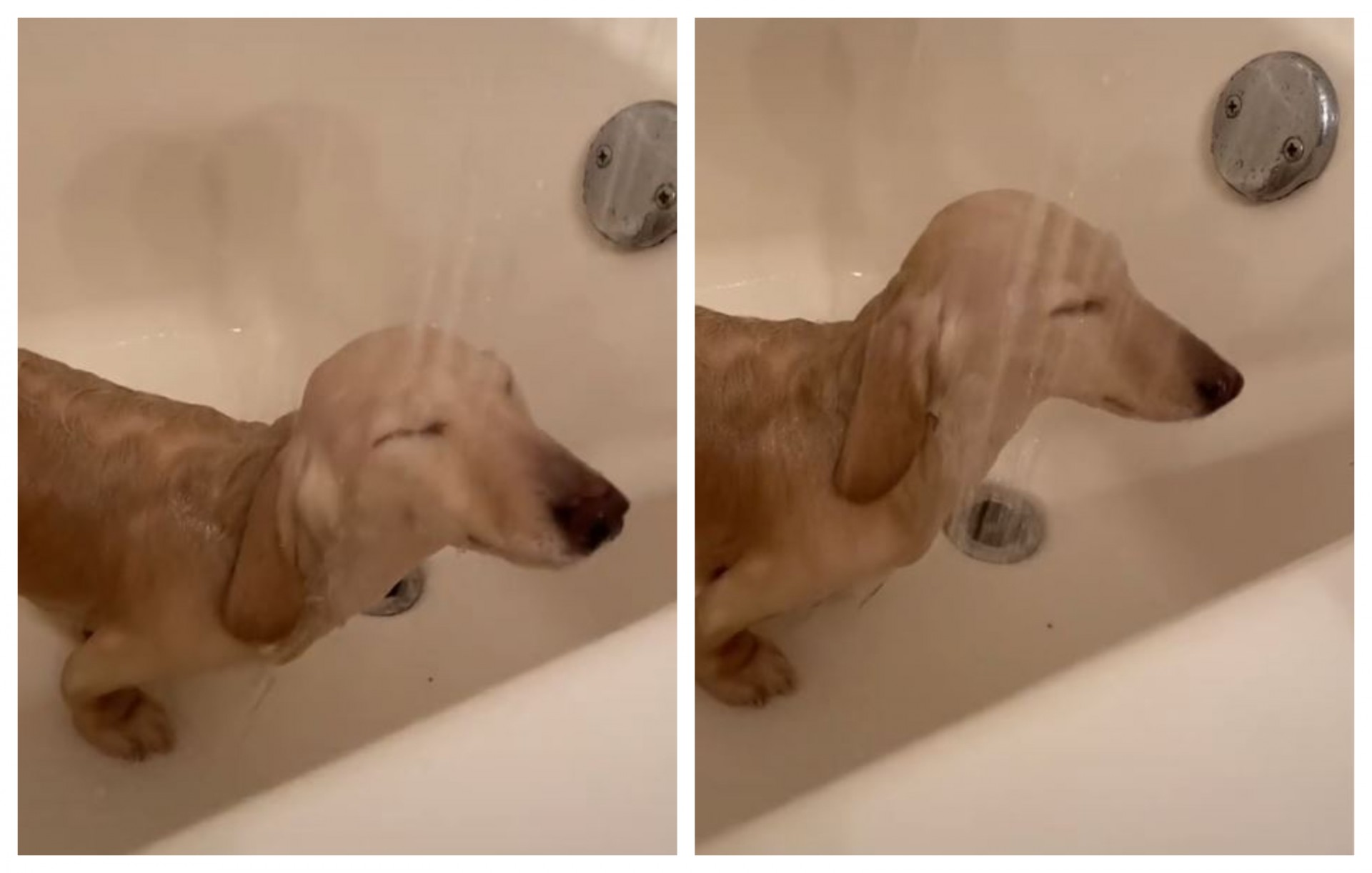 Кој вели дека кучињата не сакаат да се бањаат: Неговото уживање воодушеви милиони