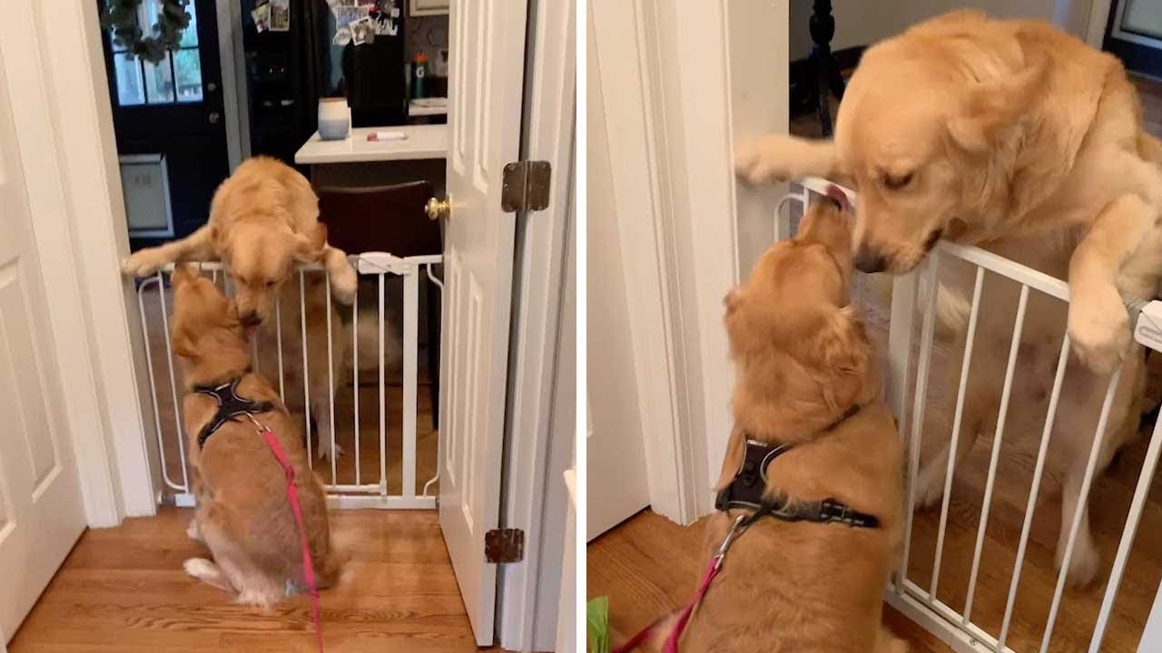 Кога се сретнаа на радоста ѝ немаше крај: Куче кое го чека својот другар, ќе излезе од крзното од среќа