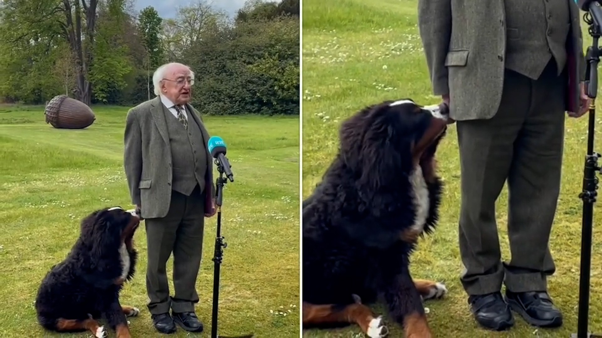 Видео кое ќе ви го разубави денот: Домашниот миленик на претседателот на Ирска го прекина сопственикот среде говор