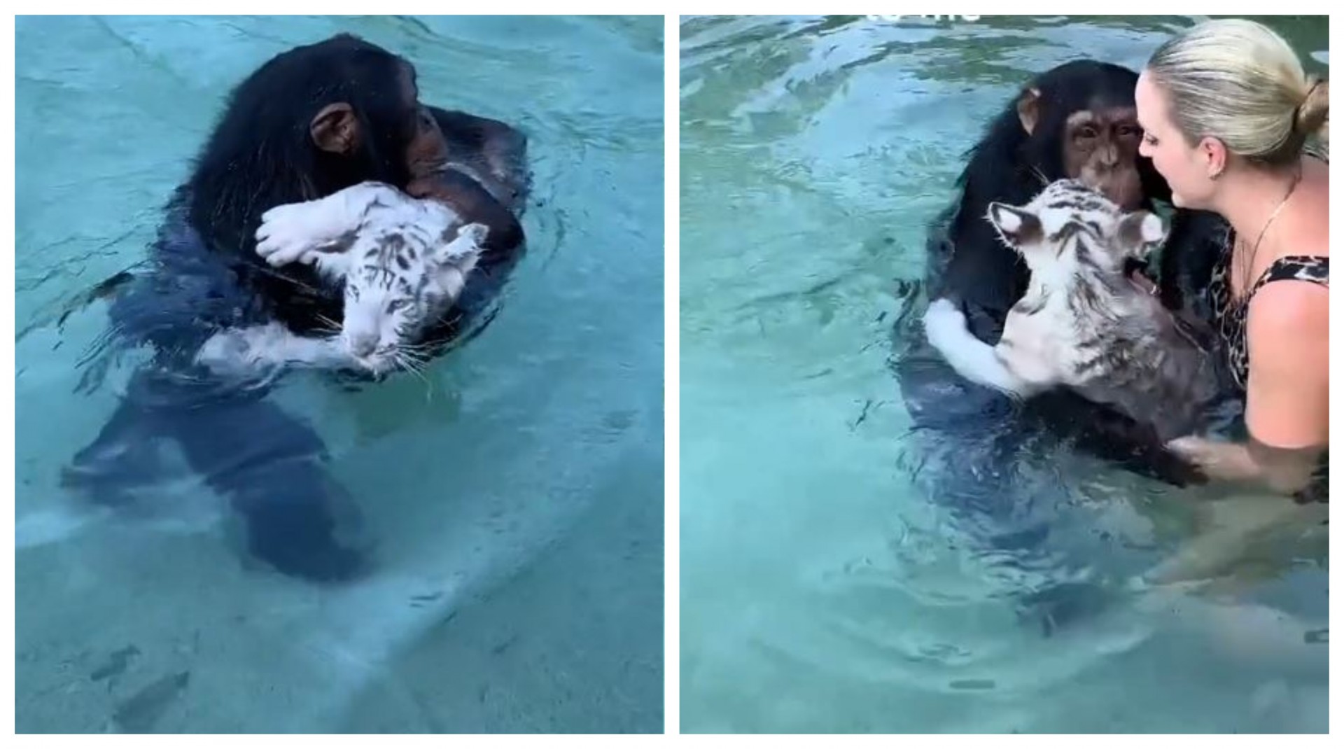 Најслаткиот спасувач на светот: Мајмун се загрижи за својот пријател тигар, па веднаш скокна во вода