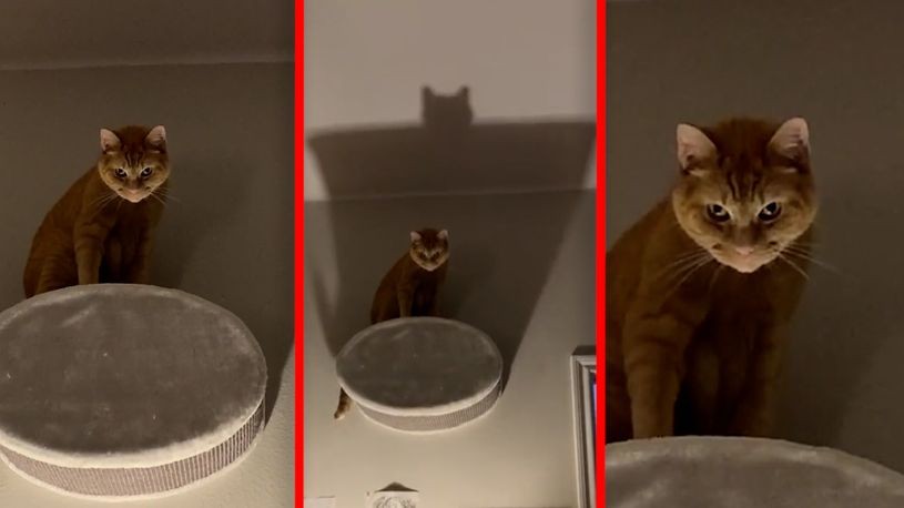 Бетмен или злобен дух: Мачка ги исплаши сопствениците со својот изглед