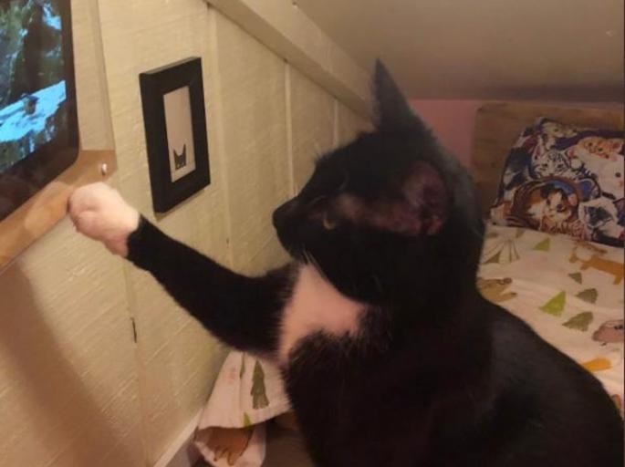 Мачка која има луксузна соба: Сопственикот ѝ вградил и телевизор