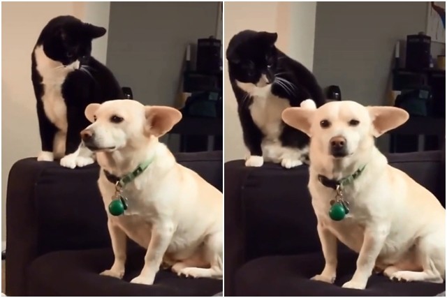Хит видео: Мачка долго смислуваше како да му наштети на кучето, но кармата брзо ја стигна