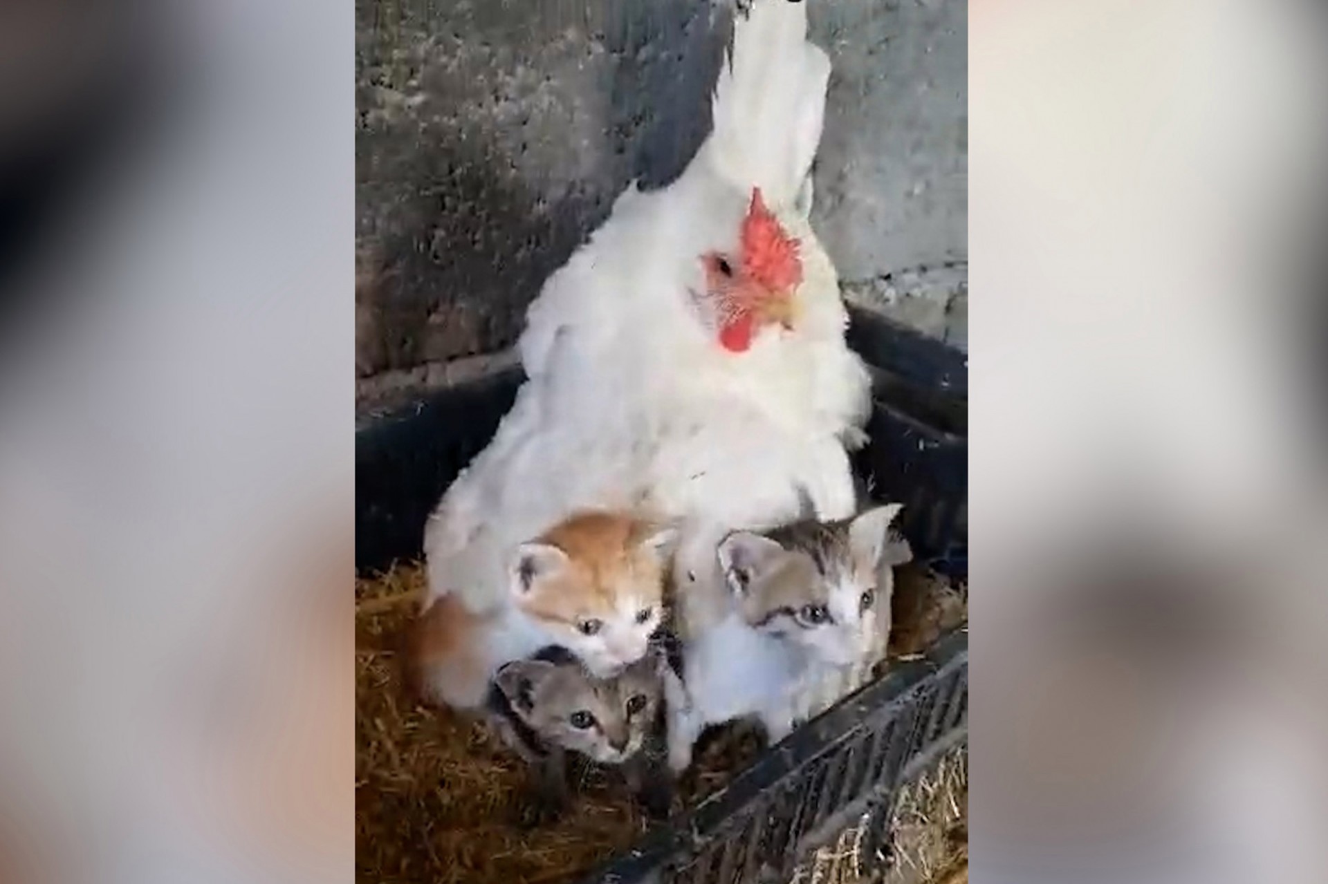Видео кое ќе ви го разубави денот: Запознајте ја кокошката која посвоила мачиња