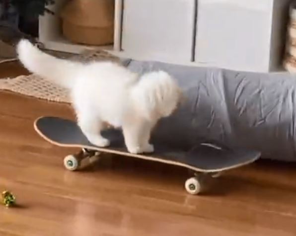Нешто најслатко што ќе го видите денес: Мачка вози скејтборд