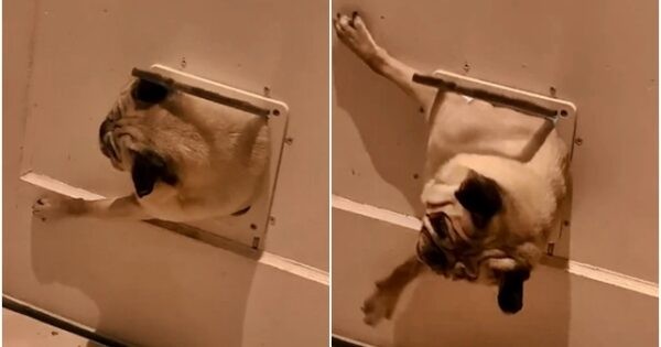 Урнебесно видео: Она кога мопс ќе се прецнеи и ќе остане заглавен во вратата за домашни миленици