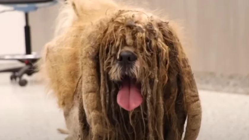 Ќе се разнежните: Видеото од шишањето на напуштено куче го освои интернетот