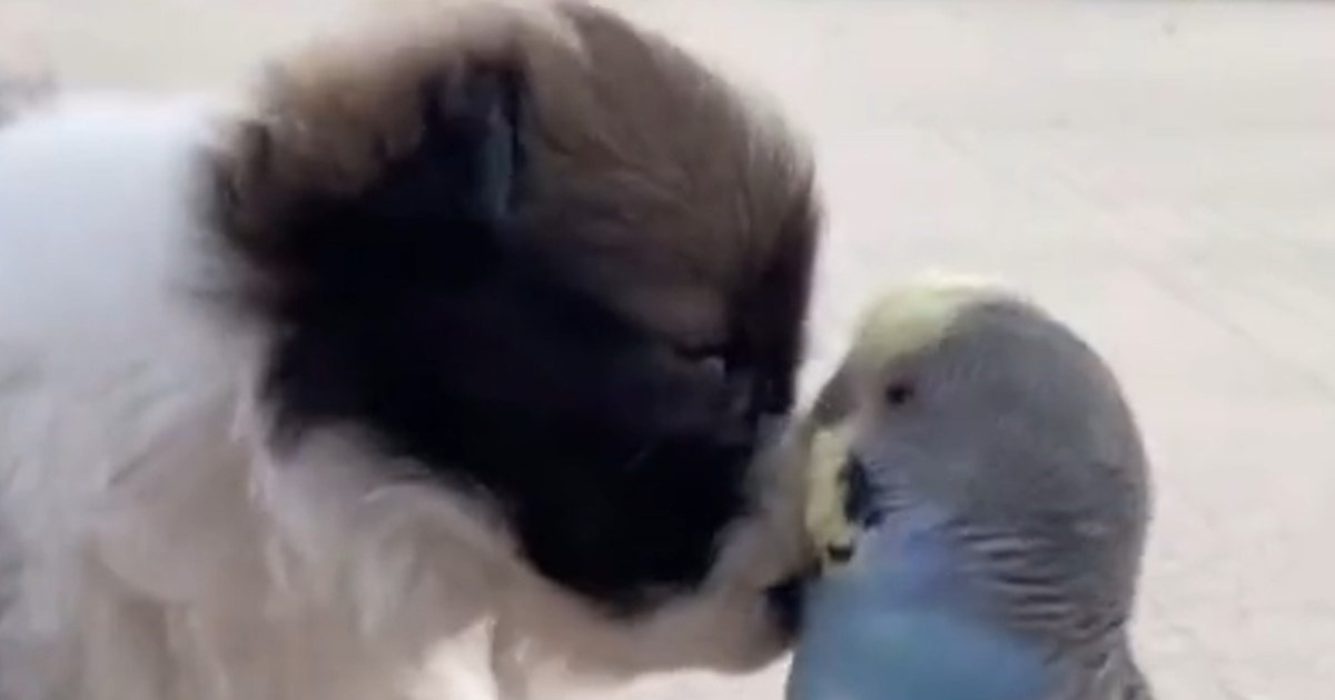 Најслаткото видео: Необичното пријателство на кученце и папагал ги воодушеви сите
