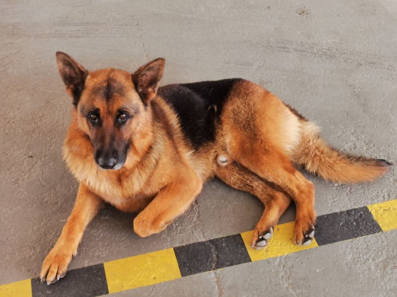 Неверојатната приказна за кучето Џанго: Талкало 20 дена, а потоа на неочекуван начин ги пронашло сопствениците