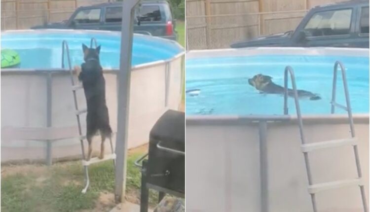 И на него му е топло: Куче научило како да влезе во базен и да се разлади