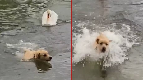 Штом го забележа, езерото го преплива за две секунди: Куче бега од лебед како од дух