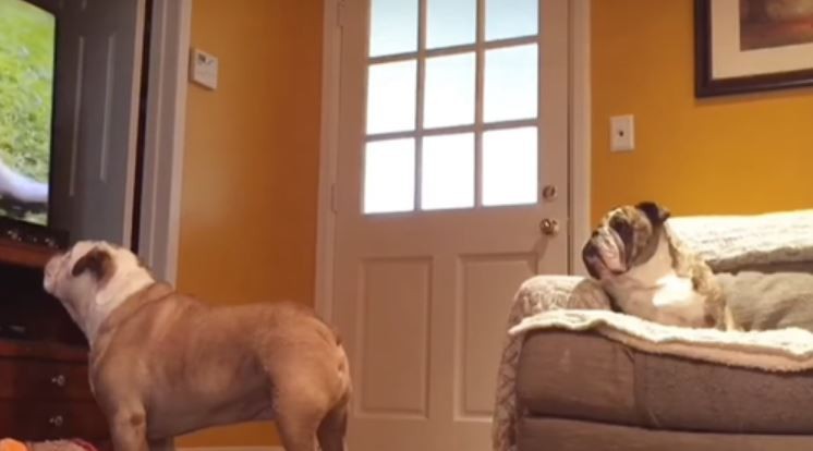 Сакала да види што прават нејзините кучиња кога не е дома: На ова не се надевала