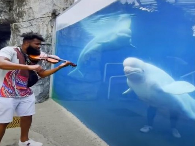 Магичен момент: Белуга кит воодушевено го слуша музицирањето на виолинист