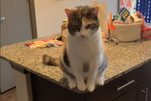 Мачка која стана хит на ТикТок: Ѝ се налутила на сопственичката, па решила да ѝ се одмазди
