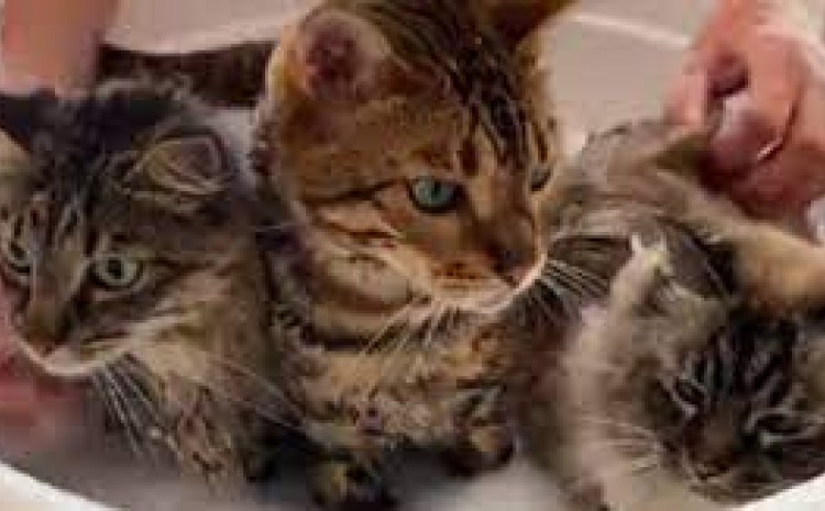 Ова не е нормално: Покажа како ги капе своите три мачки, па ги воодушеви сите на Инстаграм