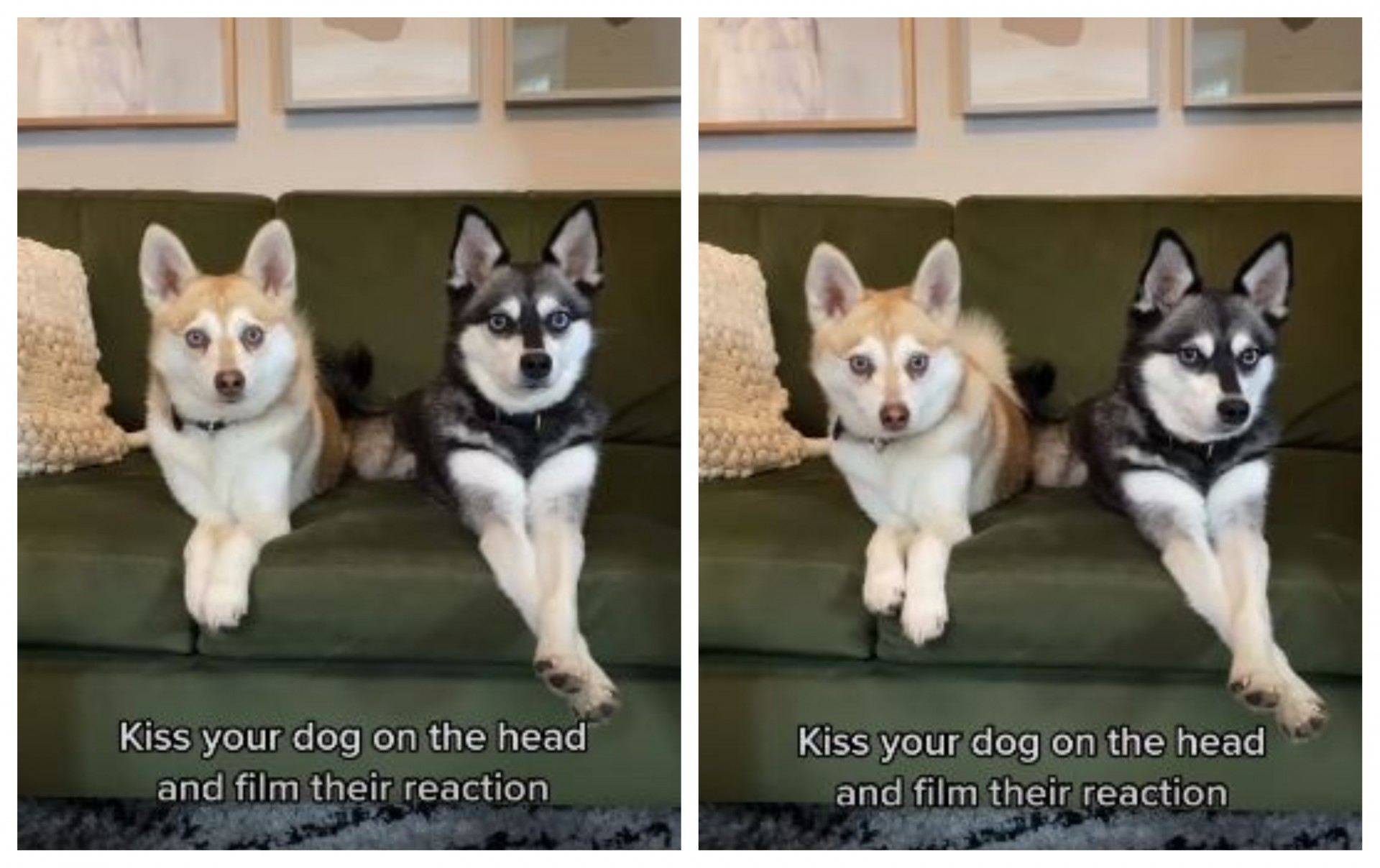 Мора да го видите ова видео: Сопственичката бакнала едно куче, реакцијата на другото е урнебесна