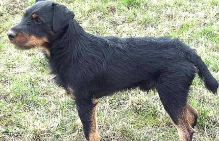 Го изгубиле кучето на одмор: Снаодливиот миленик поминал 380 километри и се вратил дома