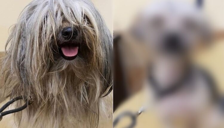 Го однеле на шишање, а кога дошле по него едвај го препознале: Неверојатно трансформација на куче
