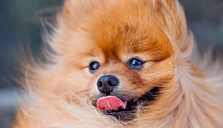 Испраќаат јасна порака: Зошто кучињата ги лижат своите усни?