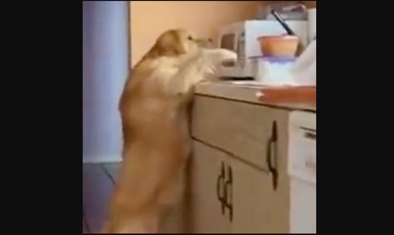 Жив го фатија: Неверојатната реакција на куче уловено среде кражба на храна