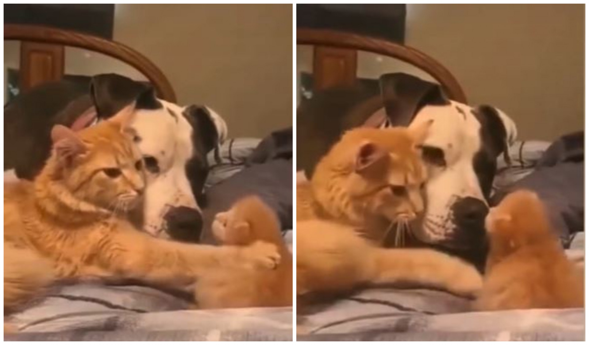 Емотивно видео: Мајка мачка го запознава кучето пријател со своето мало маче
