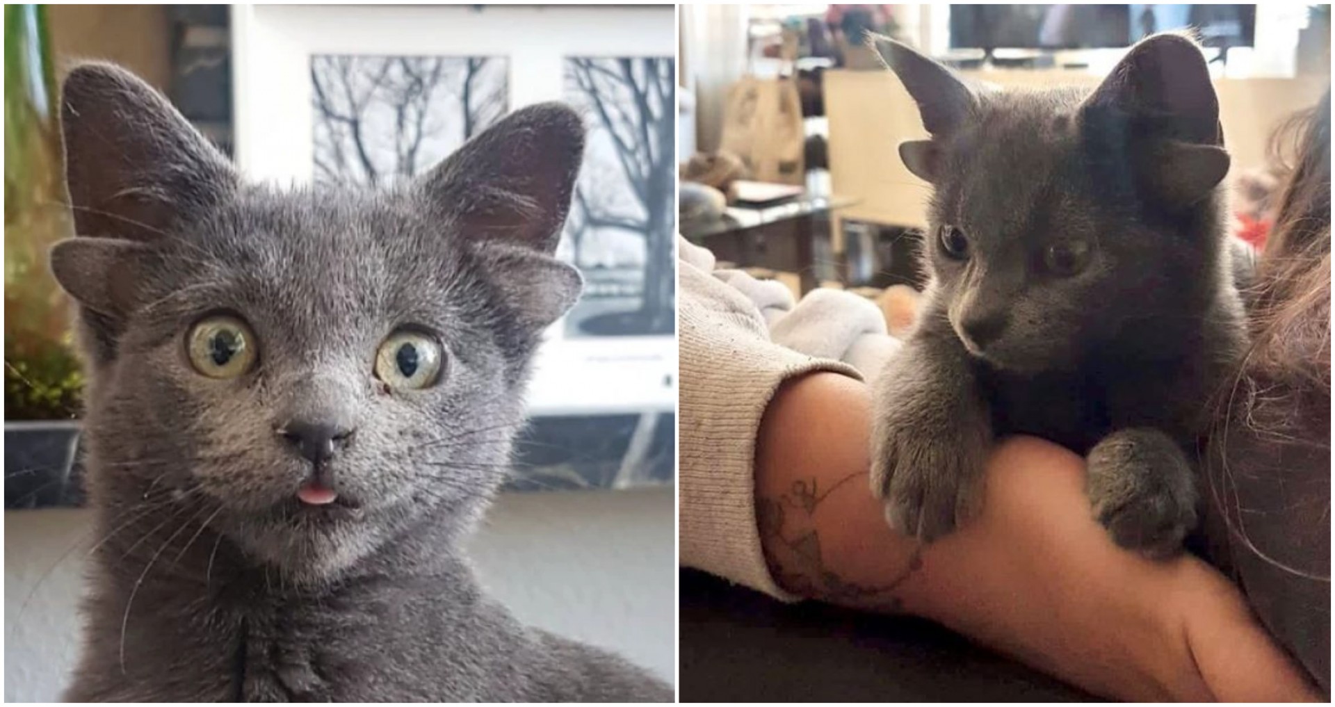 Изгледа како лик од Хари Потер и стана ѕвезда на Инстаграм: Мачката Мидас е родена со два пара уши, луѓето се фасцинирани