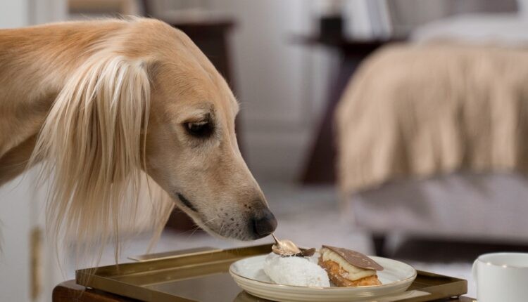 Ги иритираат, а може да бидат и отровни: 10 мириси кои кучињата ги мразат